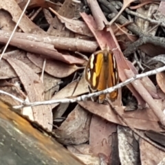 Heteronympha merope at Lade Vale, NSW - 13 Feb 2021