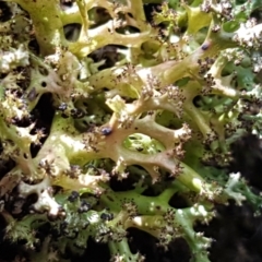 Cladia aggregata (A lichen) at Mundoonen Nature Reserve - 12 Feb 2021 by tpreston