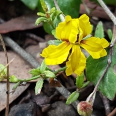 Goodenia hederacea subsp. hederacea (Ivy Goodenia, Forest Goodenia) at Lade Vale, NSW - 12 Feb 2021 by tpreston