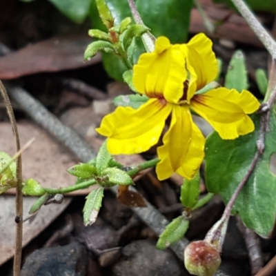 Goodenia hederacea subsp. hederacea (Ivy Goodenia, Forest Goodenia) at Mundoonen Nature Reserve - 12 Feb 2021 by tpreston