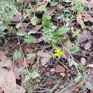 Goodenia hederacea subsp. hederacea at Lade Vale, NSW - 13 Feb 2021 10:16 AM