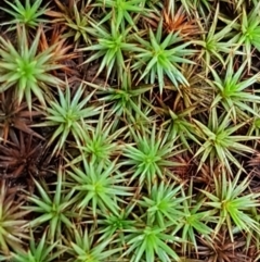 Polytrichaceae sp. (family) (A moss) at Lade Vale, NSW - 13 Feb 2021 by trevorpreston