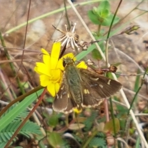 Dispar compacta at Lade Vale, NSW - 13 Feb 2021