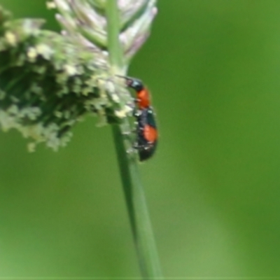 Dicranolaius bellulus (Red and Blue Pollen Beetle) at Wodonga, VIC - 13 Feb 2021 by Kyliegw