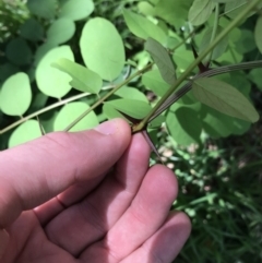 Robinia pseudoacacia at Curtin, ACT - 13 Feb 2021