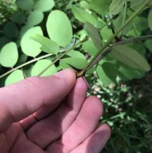 Robinia pseudoacacia at Curtin, ACT - 13 Feb 2021