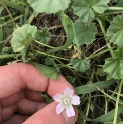 Malva neglecta (Dwarf Mallow) at Curtin, ACT - 13 Feb 2021 by Tapirlord