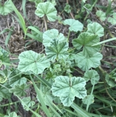 Malva neglecta at Curtin, ACT - 13 Feb 2021 02:58 PM