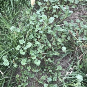 Malva neglecta at Curtin, ACT - 13 Feb 2021 02:58 PM