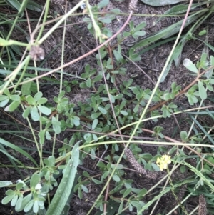 Portulaca oleracea at Curtin, ACT - 13 Feb 2021 02:58 PM