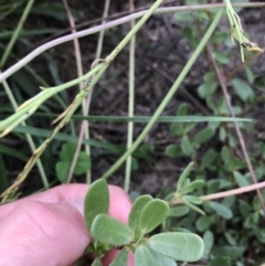 Portulaca oleracea at Curtin, ACT - 13 Feb 2021 02:58 PM