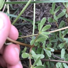 Portulaca oleracea at Curtin, ACT - 13 Feb 2021 02:58 PM