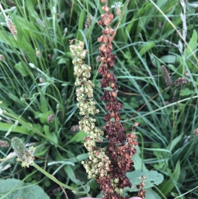 Rumex crispus (Curled Dock) at Curtin, ACT - 13 Feb 2021 by Tapirlord