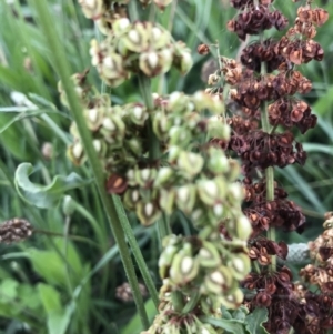 Rumex crispus at Curtin, ACT - 13 Feb 2021 02:59 PM