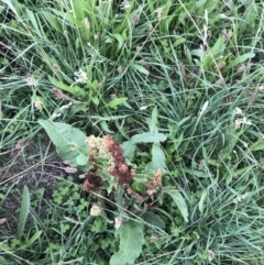 Rumex crispus at Curtin, ACT - 13 Feb 2021 02:59 PM