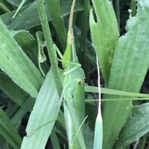 Acrida conica at Curtin, ACT - 13 Feb 2021