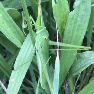 Acrida conica at Curtin, ACT - 13 Feb 2021