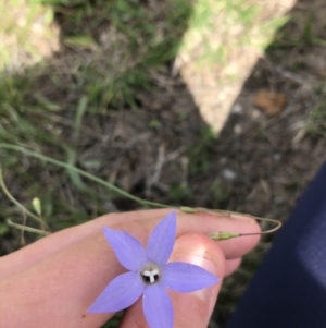 Wahlenbergia capillaris at Hughes, ACT - 13 Feb 2021 03:06 PM