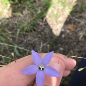 Wahlenbergia capillaris at Hughes, ACT - 13 Feb 2021 03:06 PM