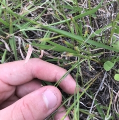 Wahlenbergia capillaris at Hughes, ACT - 13 Feb 2021 03:06 PM