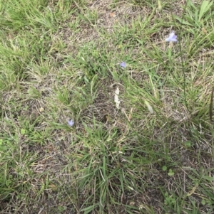 Wahlenbergia capillaris at Hughes, ACT - 13 Feb 2021 03:06 PM