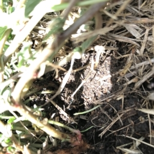 Amaranthus retroflexus at Phillip, ACT - 13 Feb 2021