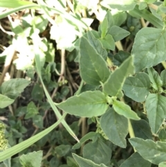 Amaranthus retroflexus at Phillip, ACT - 13 Feb 2021