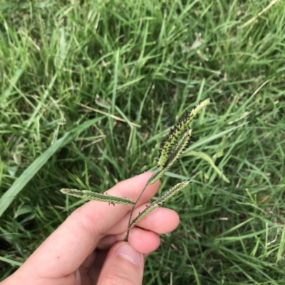 Paspalum dilatatum (Paspalum) at Garran, ACT - 13 Feb 2021 by Tapirlord