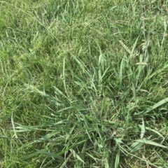 Paspalum dilatatum at Garran, ACT - 13 Feb 2021 03:20 PM