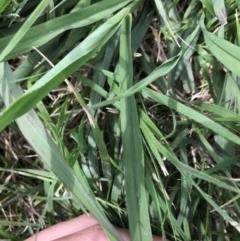 Paspalum dilatatum at Garran, ACT - 13 Feb 2021