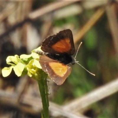 Lucia limbaria (Chequered Copper) at Tharwa, ACT - 13 Feb 2021 by JohnBundock