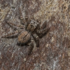 Servaea sp. (genus) (Unidentified Servaea jumping spider) at Higgins, ACT - 8 Feb 2021 by AlisonMilton