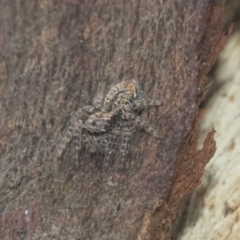 Servaea sp. (genus) at Higgins, ACT - 8 Feb 2021 10:34 AM