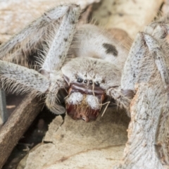 Isopeda canberrana (Canberra Huntsman Spider) at Higgins, ACT - 7 Feb 2021 by AlisonMilton