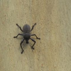 Psapharus mistothes (Weevil) at Lade Vale, NSW - 13 Feb 2021 by SandraH