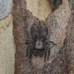 Servaea sp. (genus) (Unidentified Servaea jumping spider) at Higgins, ACT - 7 Feb 2021 by AlisonMilton