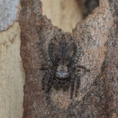 Servaea sp. (genus) (Unidentified Servaea jumping spider) at Higgins, ACT - 7 Feb 2021 by AlisonMilton