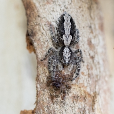 Clynotis severus (Stern Jumping Spider) at Higgins, ACT - 7 Feb 2021 by AlisonMilton