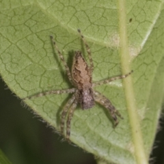 Helpis minitabunda (Threatening jumping spider) at Higgins, ACT - 8 Feb 2021 by AlisonMilton