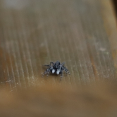 Clynotis severus (Stern Jumping Spider) at Cook, ACT - 13 Feb 2021 by Tammy