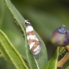 Isomoralla eriscota (Philobota Group) at Higgins, ACT - 8 Feb 2021 by AlisonMilton