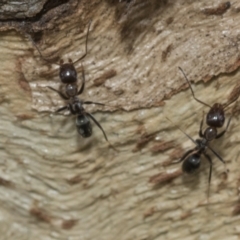 Iridomyrmex sp. (genus) (Ant) at Higgins, ACT - 7 Feb 2021 by AlisonMilton