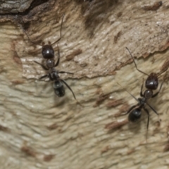 Iridomyrmex sp. (genus) (Ant) at Higgins, ACT - 8 Feb 2021 by AlisonMilton