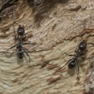 Iridomyrmex sp. (genus) at Higgins, ACT - 8 Feb 2021