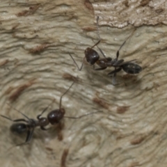 Iridomyrmex sp. (genus) at Higgins, ACT - 8 Feb 2021