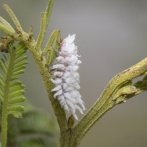 Cryptolaemus montrouzieri at Higgins, ACT - 8 Feb 2021