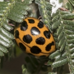 Harmonia conformis (Common Spotted Ladybird) at Higgins, ACT - 8 Feb 2021 by AlisonMilton