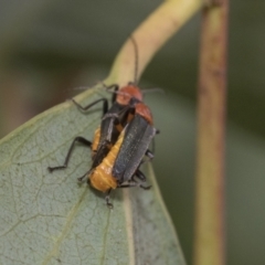 Chauliognathus tricolor (Tricolor soldier beetle) at Higgins, ACT - 8 Feb 2021 by AlisonMilton