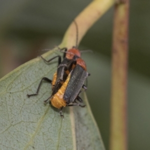 Chauliognathus tricolor at Higgins, ACT - 8 Feb 2021