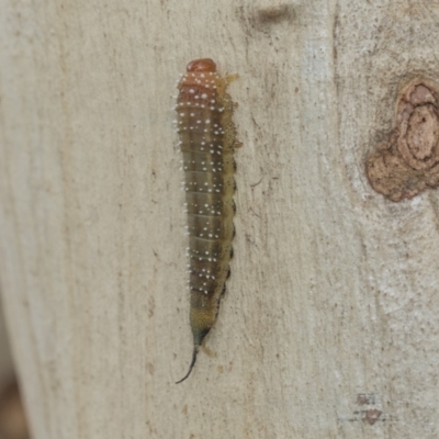 Pergidae sp. (family) (Unidentified Sawfly) at Higgins, ACT - 8 Feb 2021 by AlisonMilton